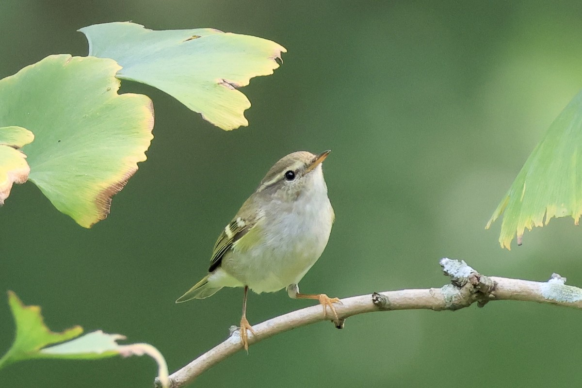 Yellow-browed Warbler - ML646959015
