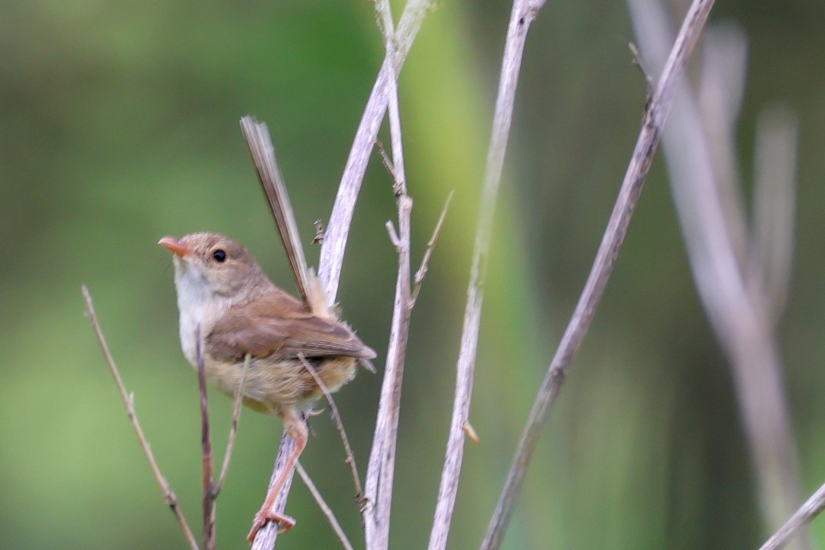 Red-backed Fairywren - ML646959016