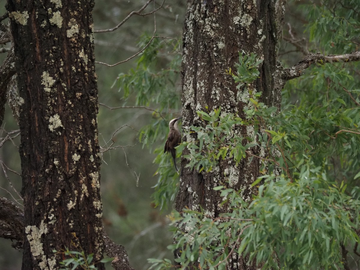 Gray-crowned Babbler - ML646959019