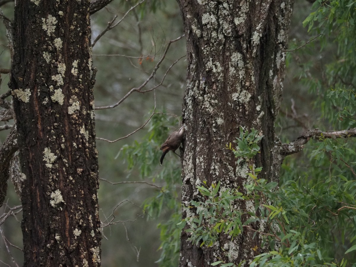 Gray-crowned Babbler - ML646959020