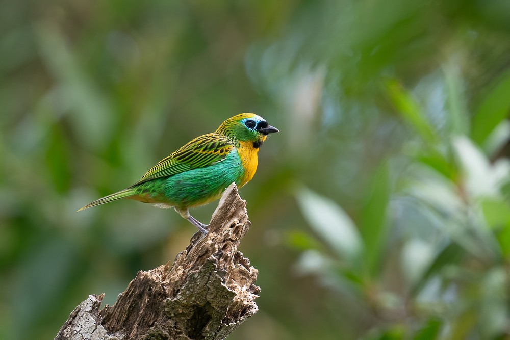 Brassy-breasted Tanager - ML646959021
