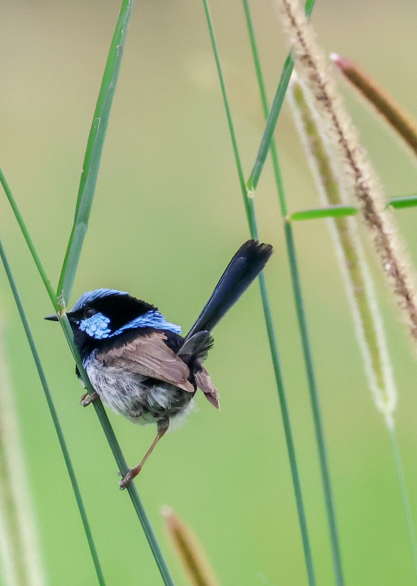 Superb Fairywren - ML646959022