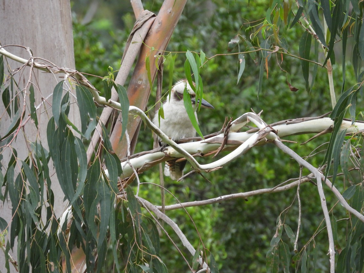 Laughing Kookaburra - ML646959023