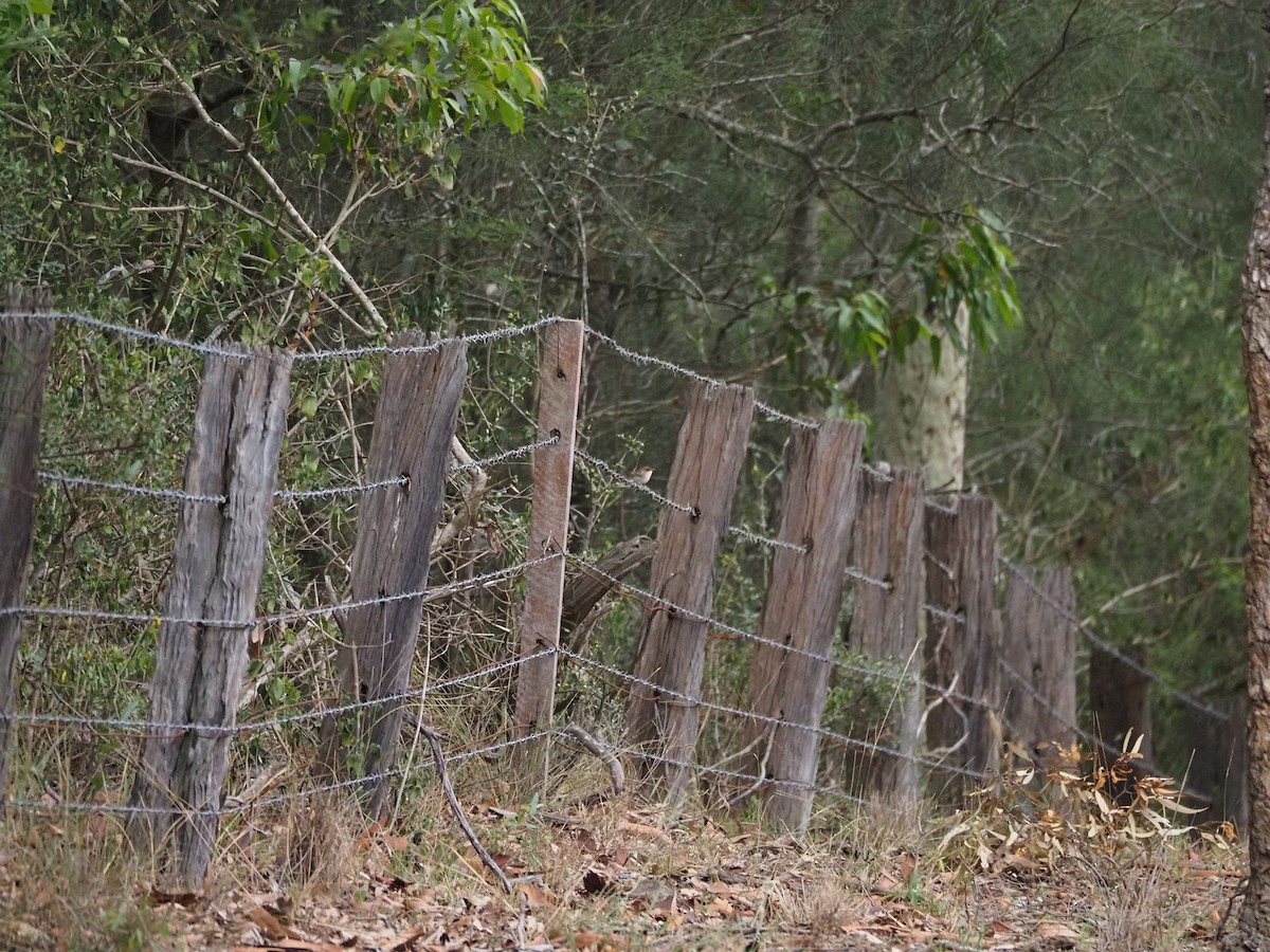 Superb Fairywren - ML646959024