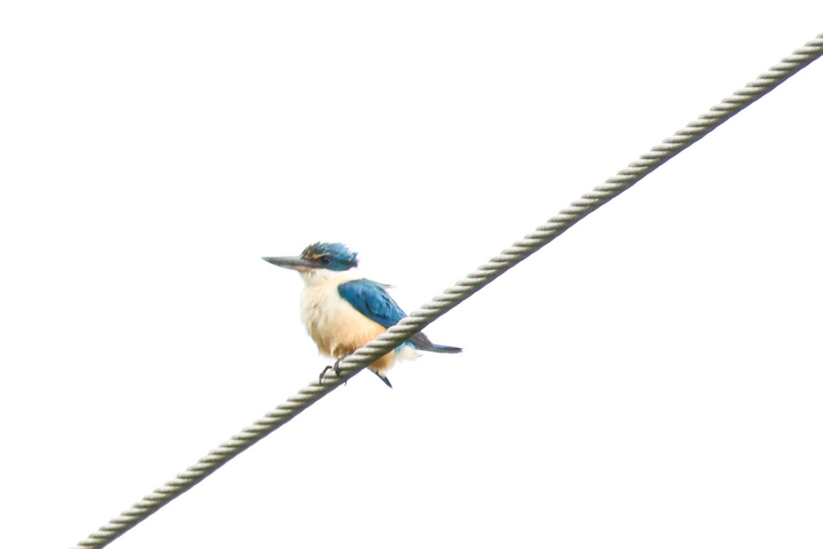 Sacred Kingfisher - ML646959025