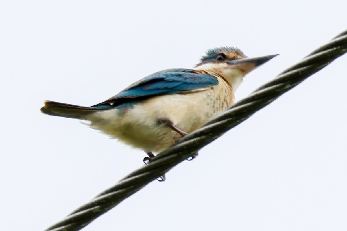 Sacred Kingfisher - ML646959026