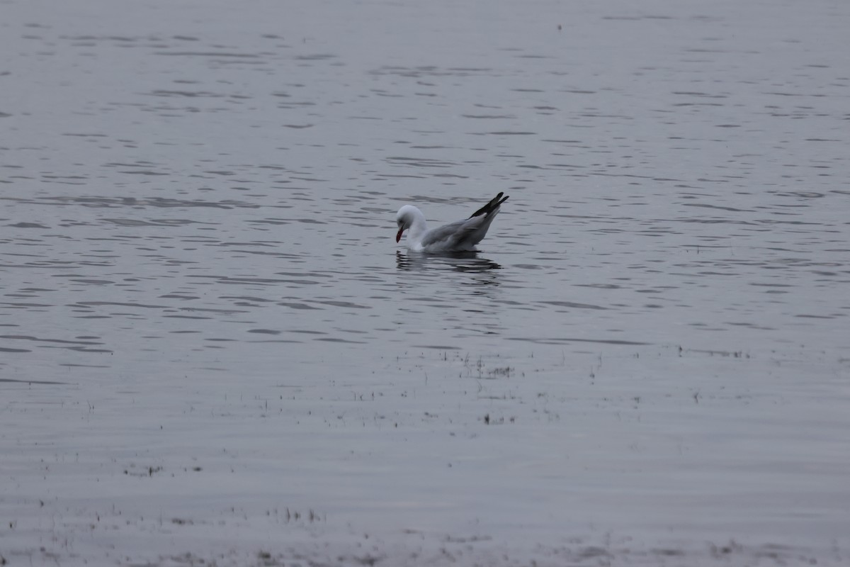 Silver Gull - ML646959027
