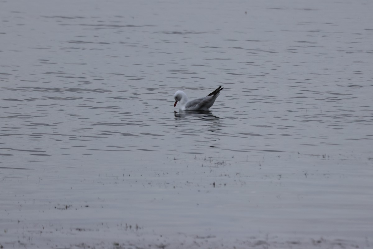 Silver Gull - ML646959028