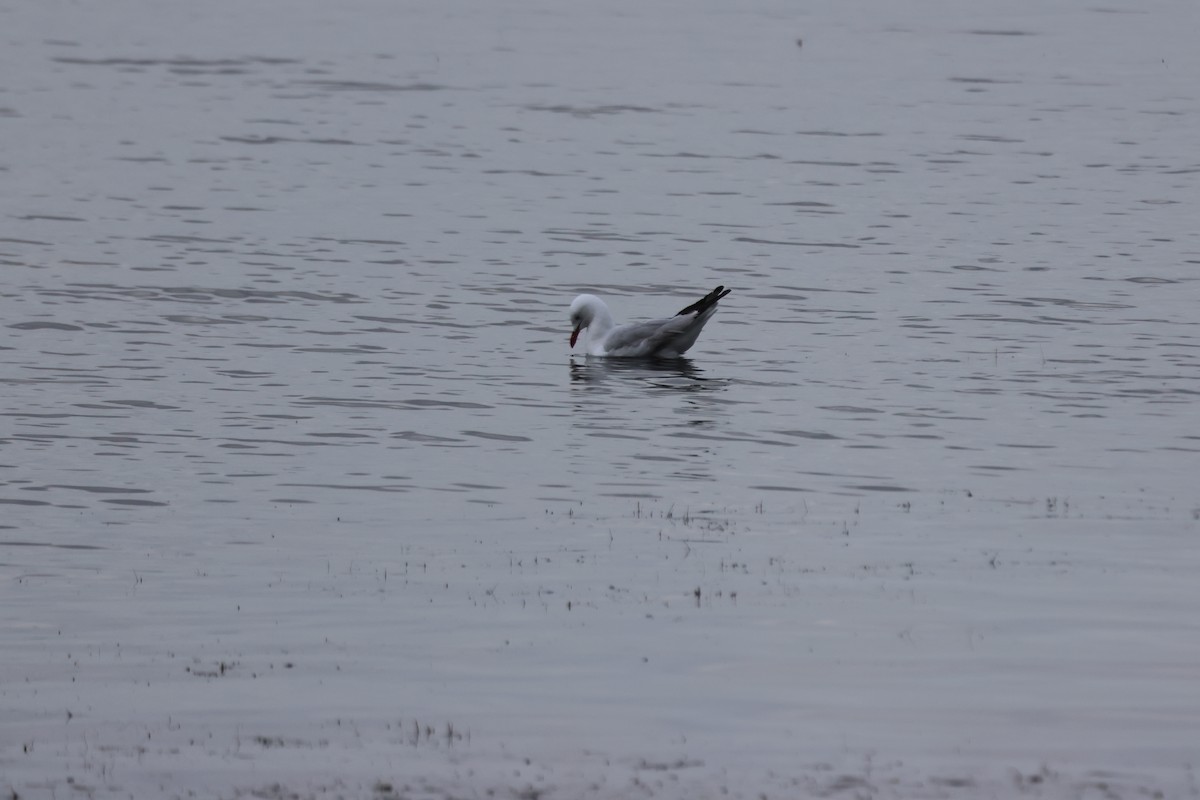Silver Gull - ML646959029
