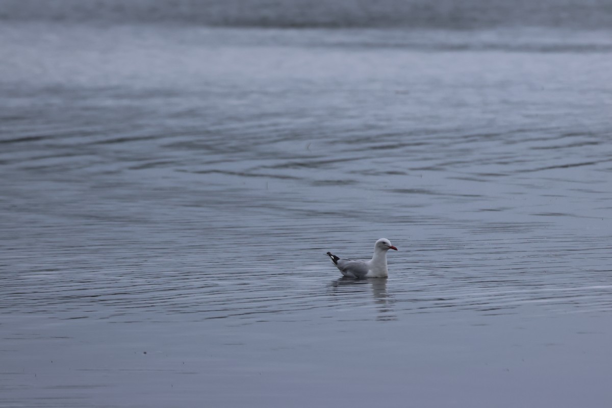 Silver Gull - ML646959030