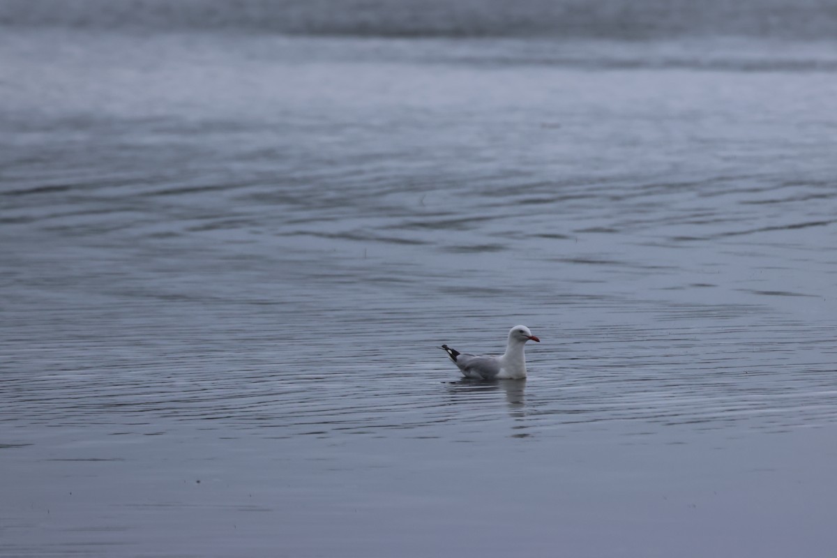 Silver Gull - ML646959031