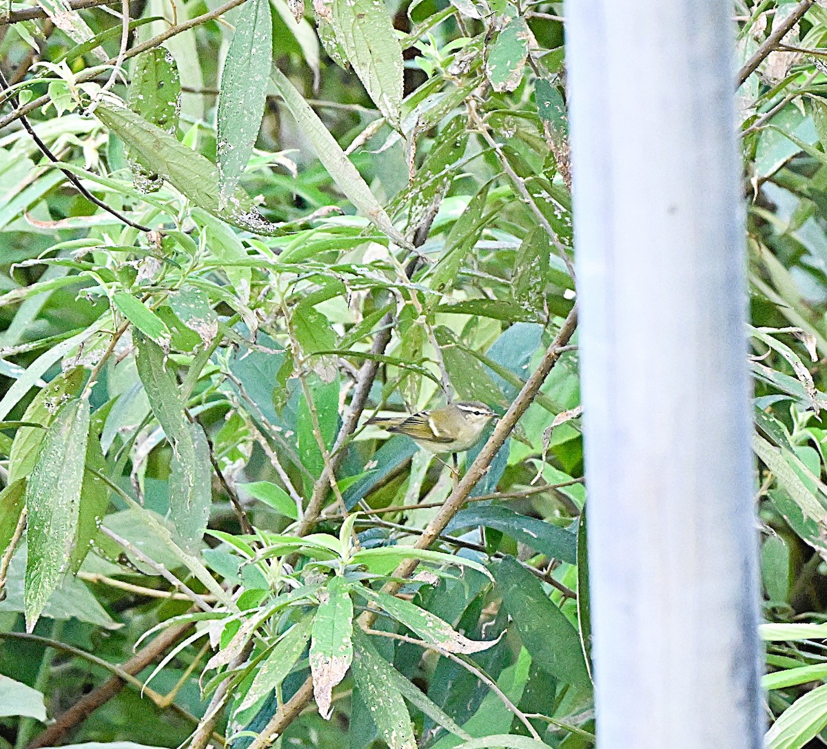 Lemon-rumped Warbler - ML646959033