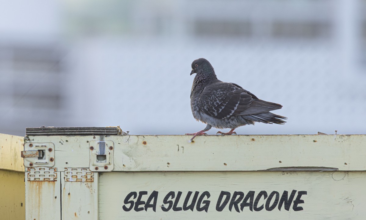 カワラバト（ドバト、家畜型） - ML646959034