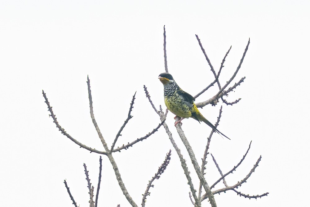 Swallow-tailed Cotinga - ML646959035