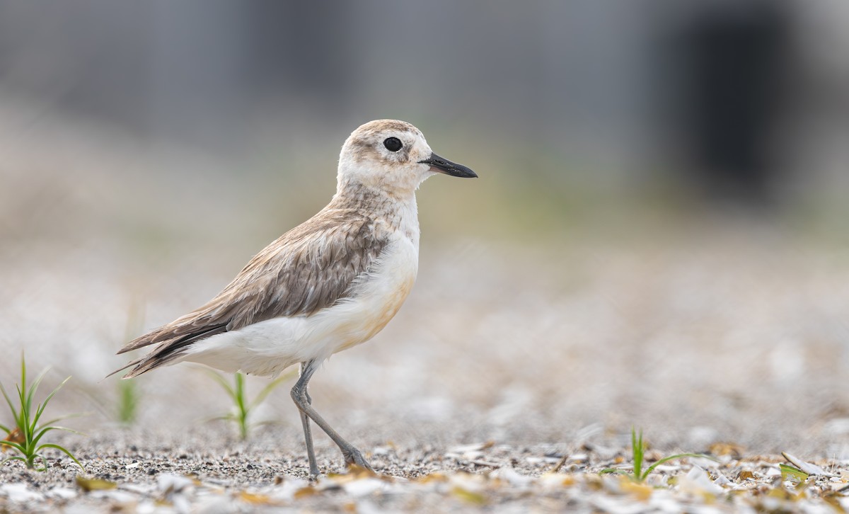 ニュージーランドチドリ - ML646959036