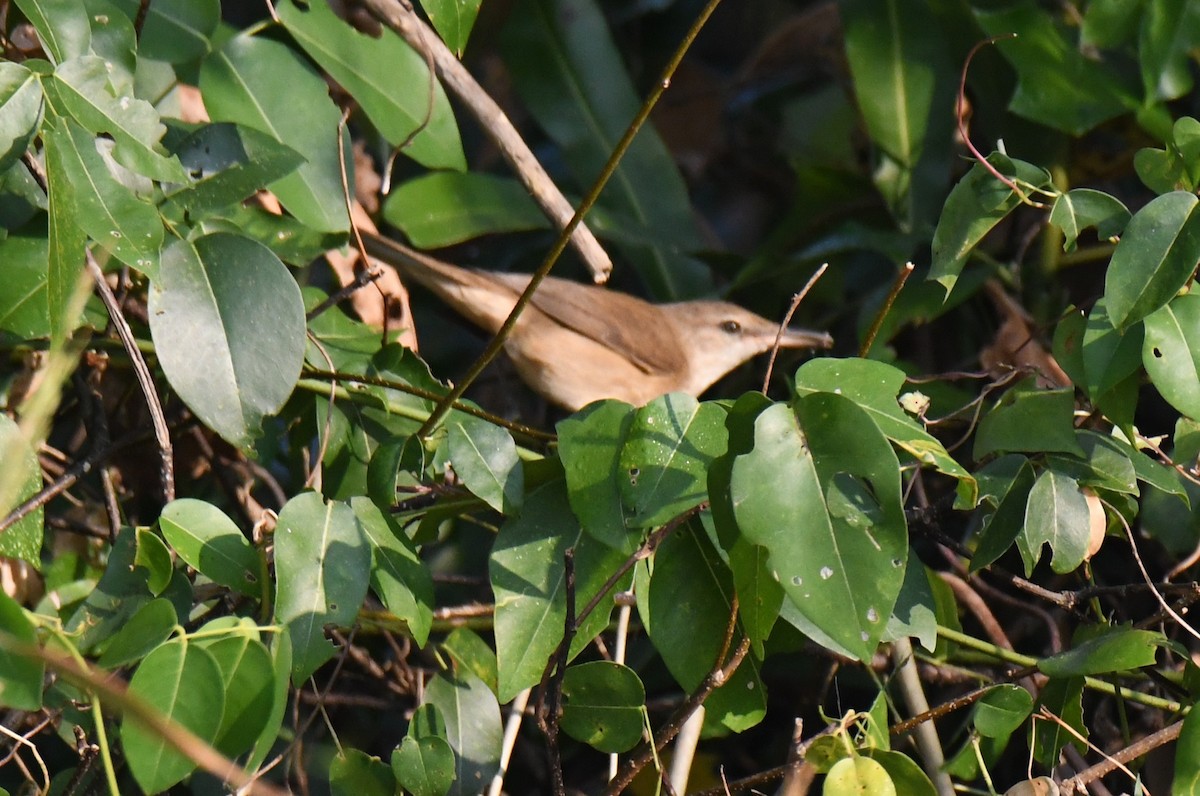 קנית אפריקנית - ML646959037