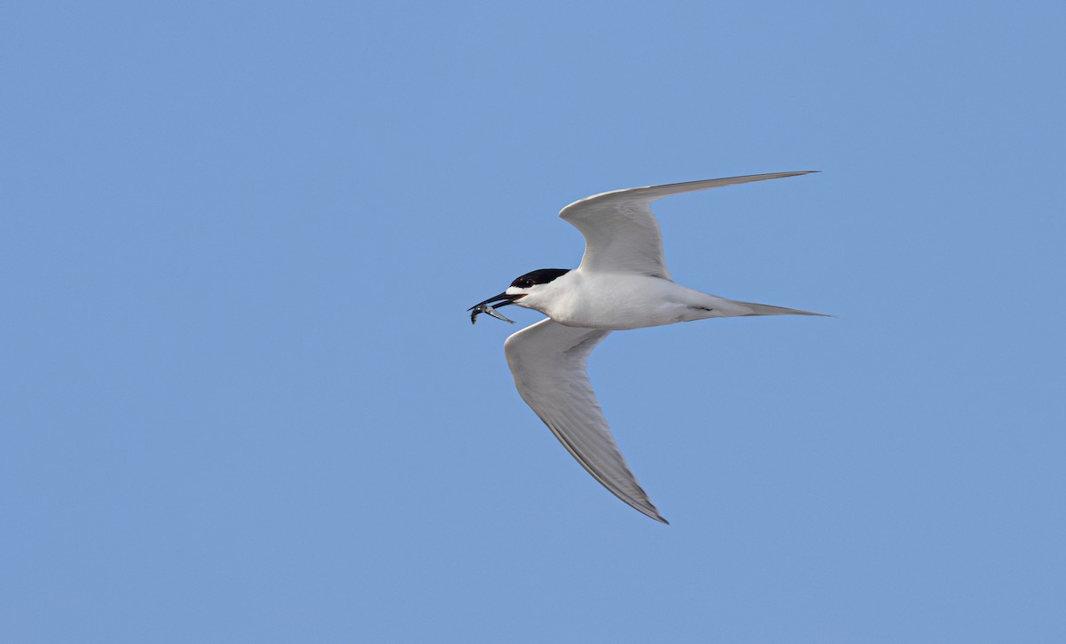 シロビタイアジサシ - ML646959038