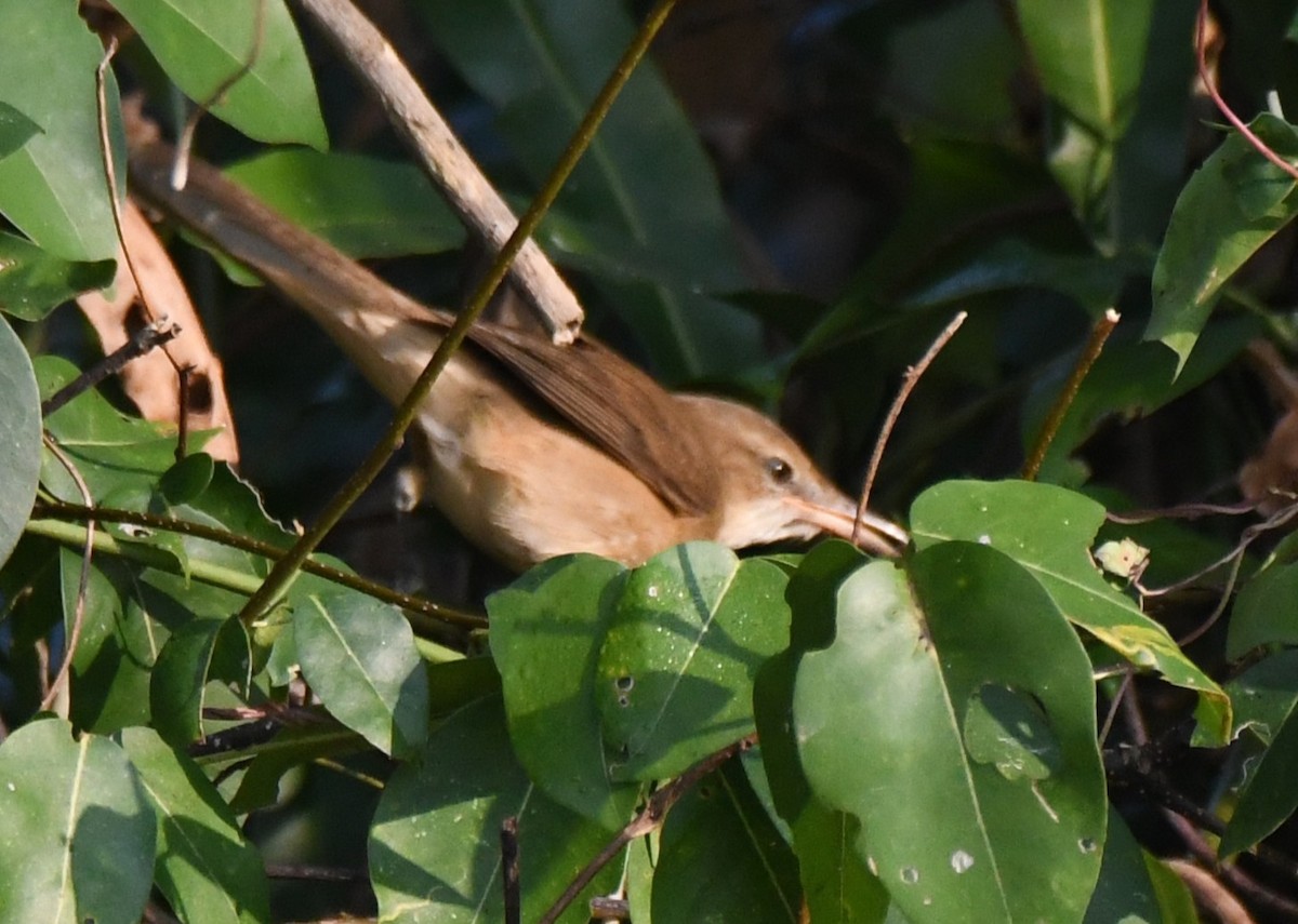 קנית אפריקנית - ML646959040