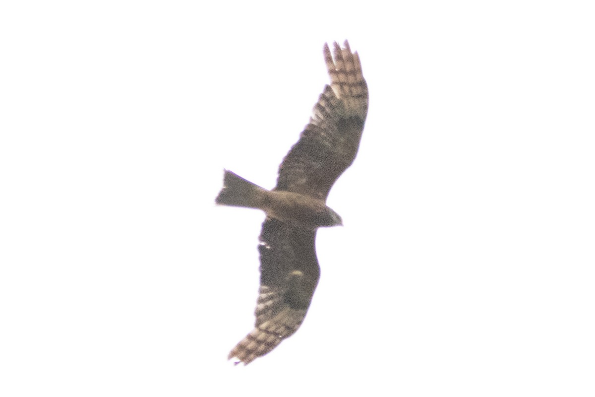 Square-tailed Kite - ML646959050