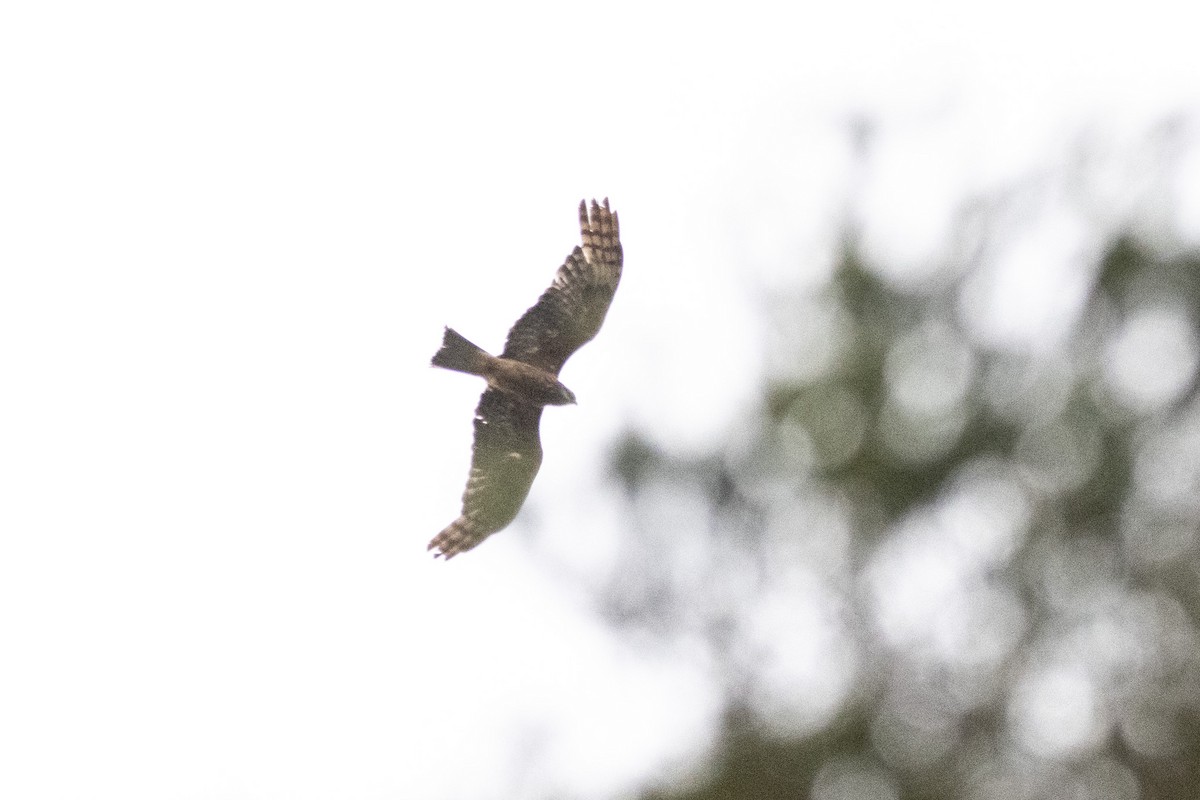 Square-tailed Kite - ML646959051
