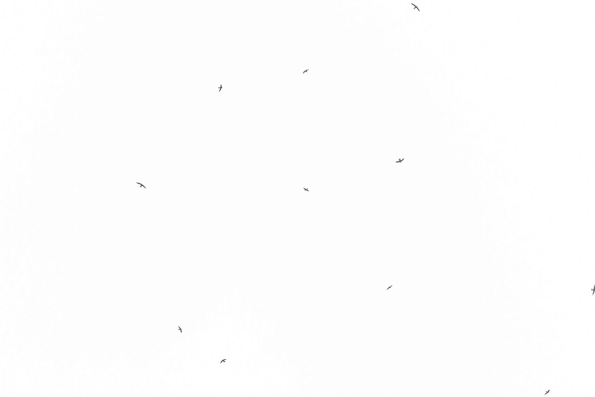 White-throated Needletail - ML646959052