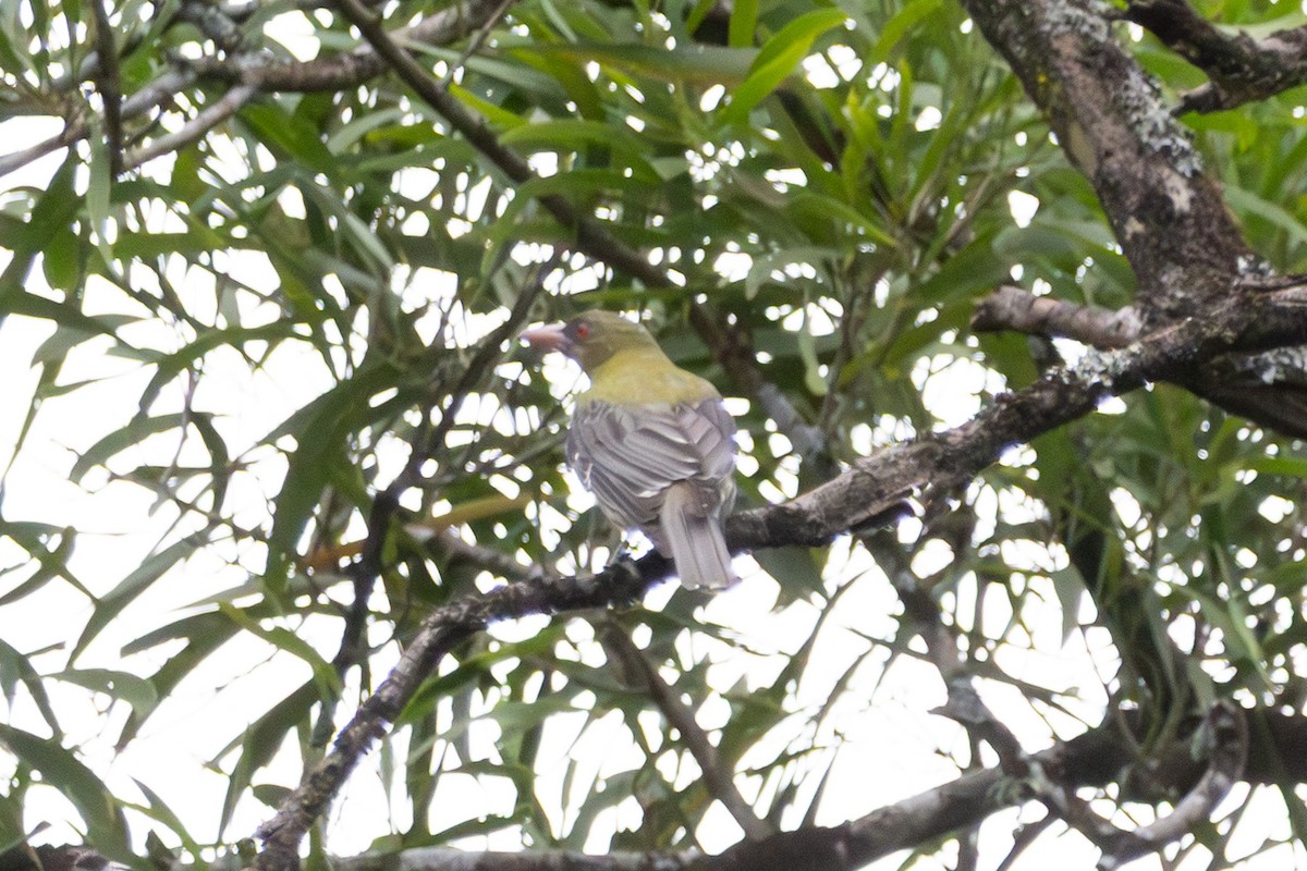 Olive-backed Oriole - ML646959053