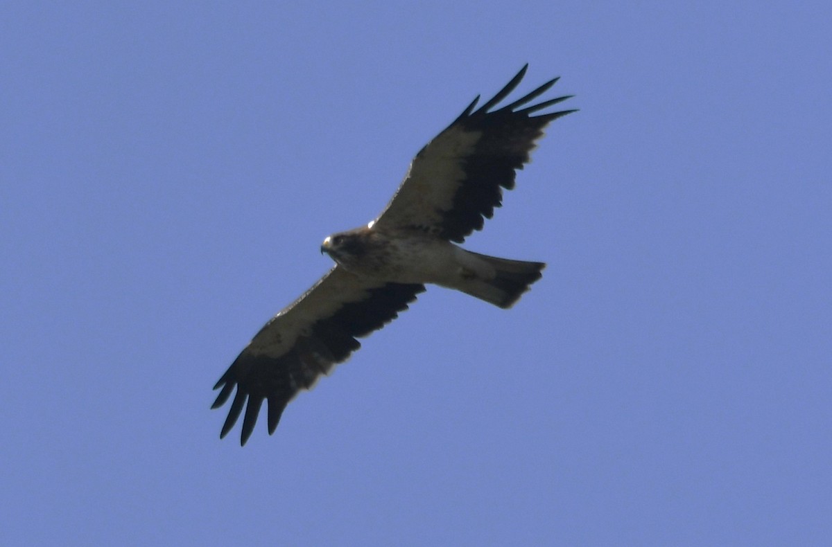 Booted Eagle - ML646959054