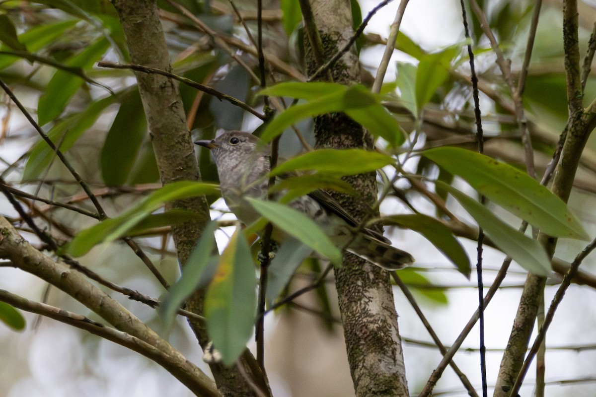 Shining Bronze-Cuckoo - ML646959055