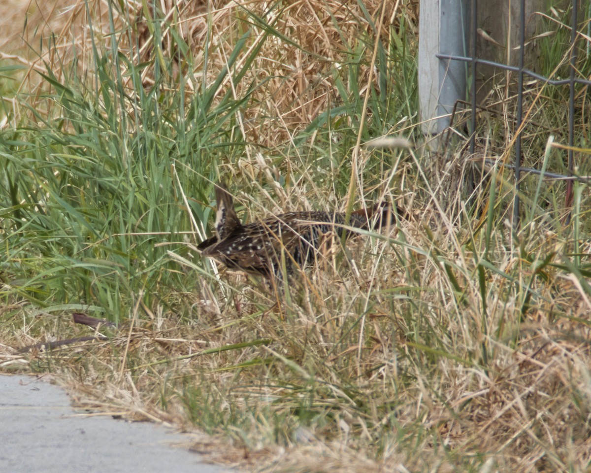 Buff-banded Rail - ML646959056