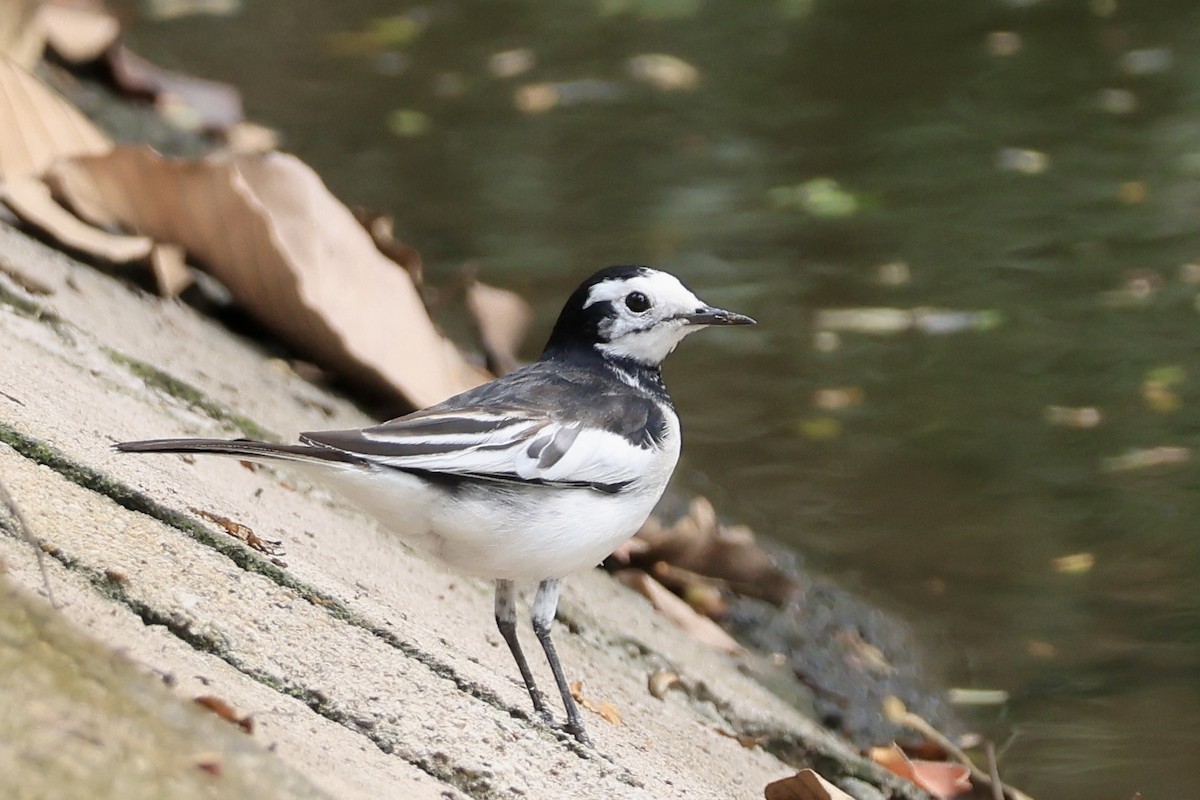 White Wagtail - ML646959057