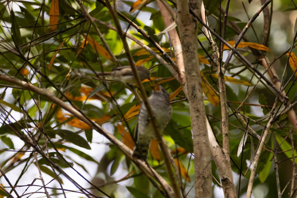 Shining Bronze-Cuckoo - ML646959058