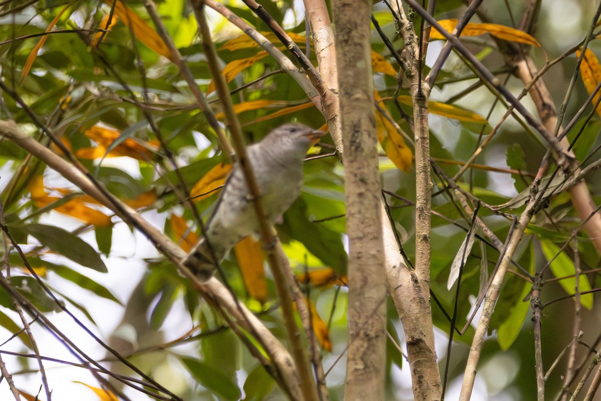 Shining Bronze-Cuckoo - ML646959060