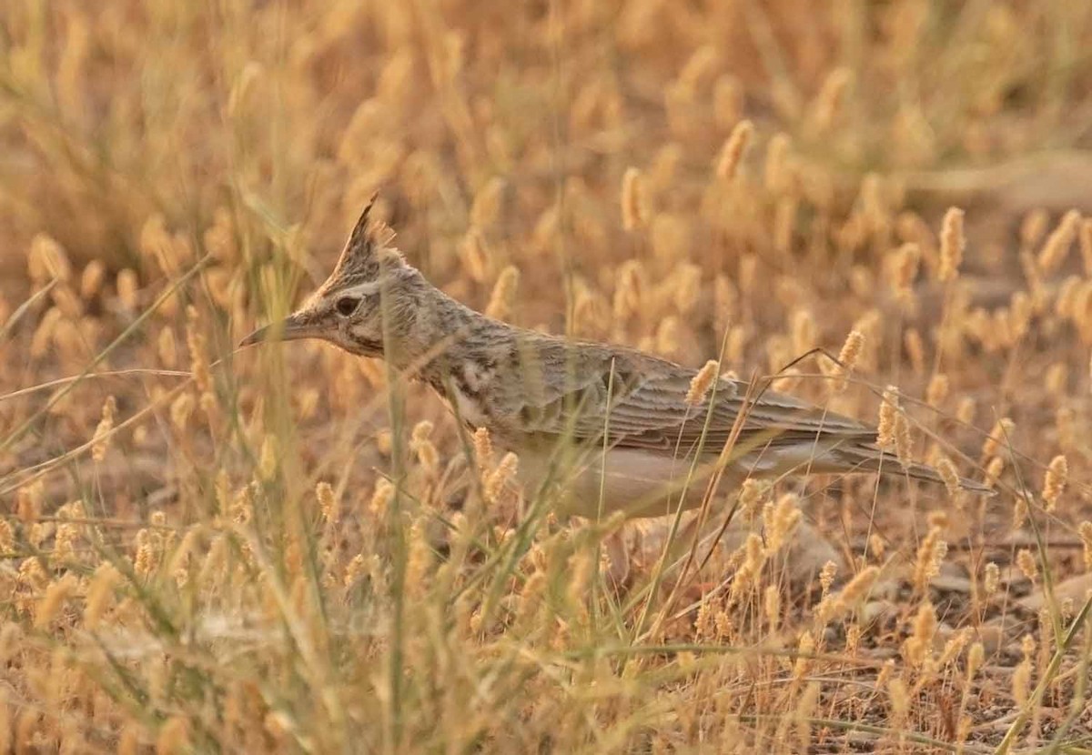Crested Lark - ML646959061