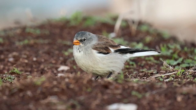 White-winged Snowfinch - ML646959062