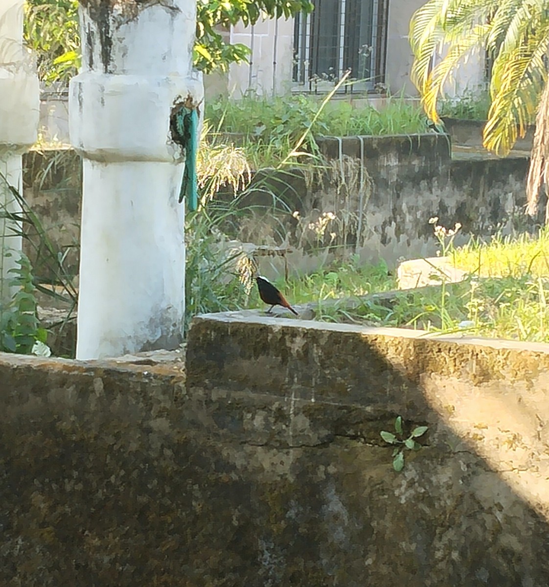 White-capped Redstart - ML646959065