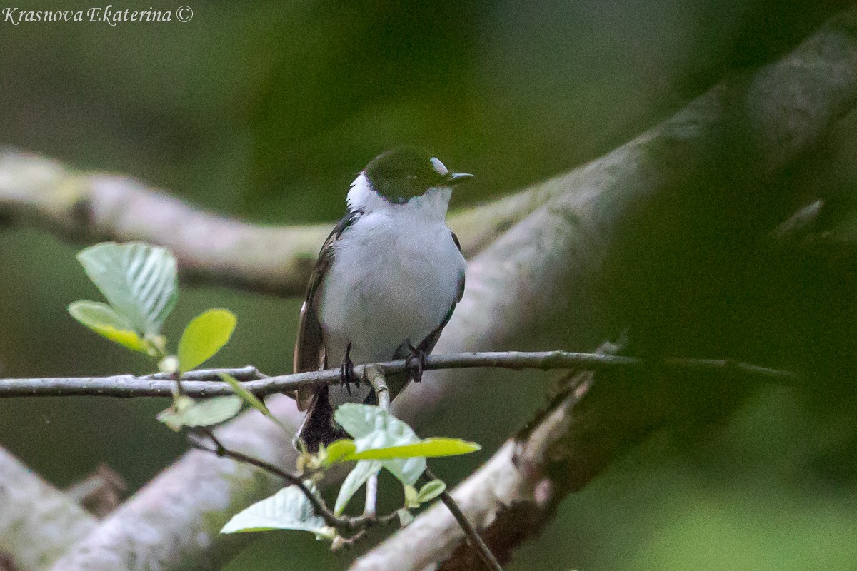 Collared Flycatcher - ML646959066