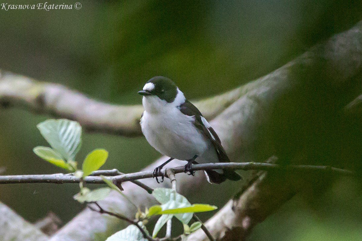 Collared Flycatcher - ML646959067