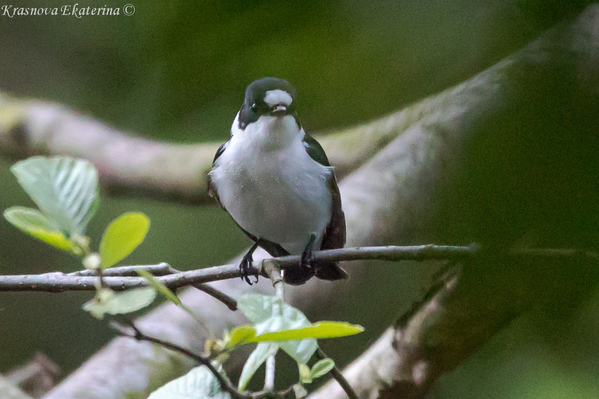 Collared Flycatcher - ML646959068