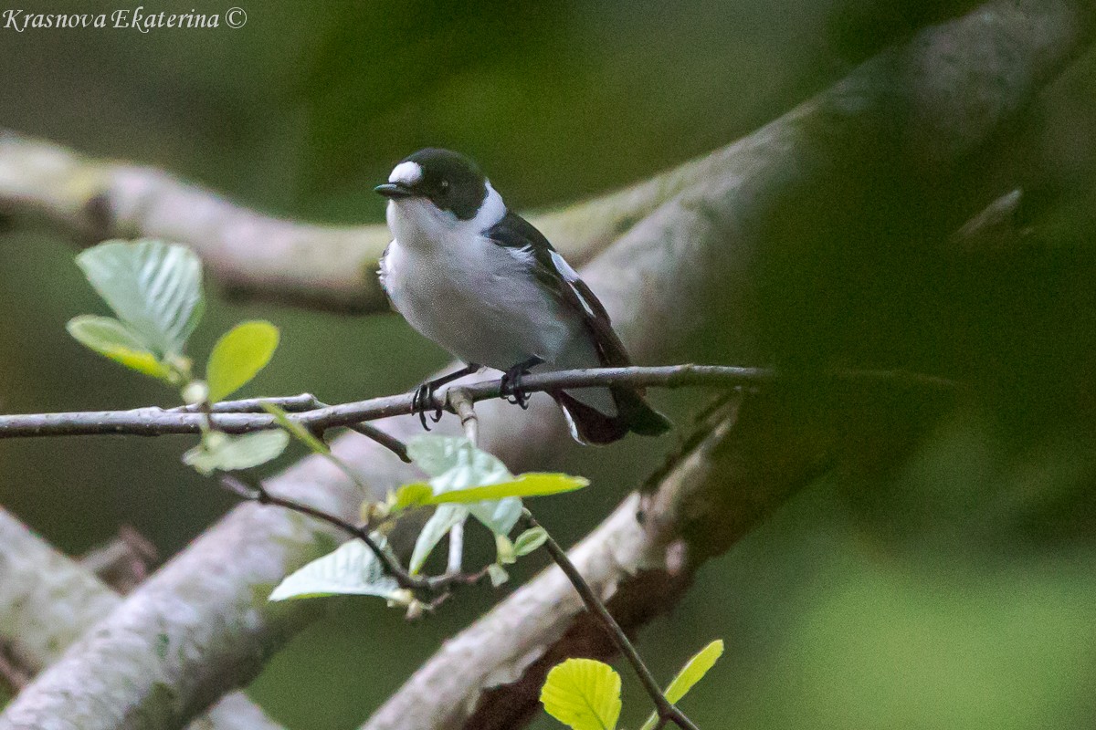 Collared Flycatcher - ML646959069