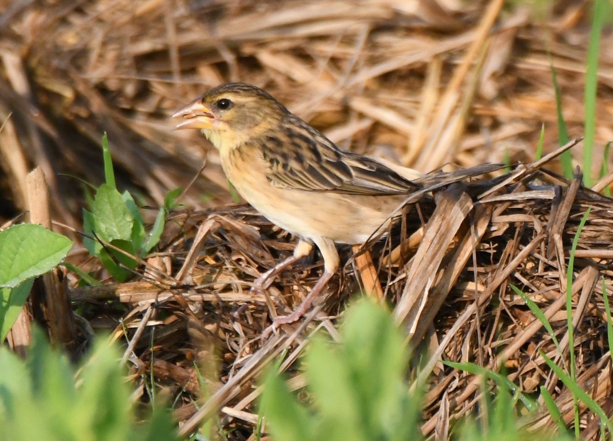 Streaked Weaver - ML646959070