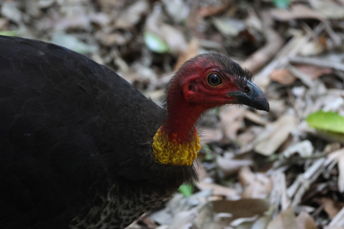 Australian Brushturkey - ML646959071