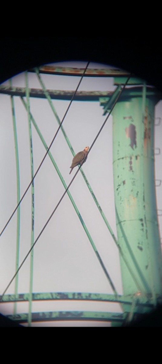 Red-eyed Dove - ML646959072