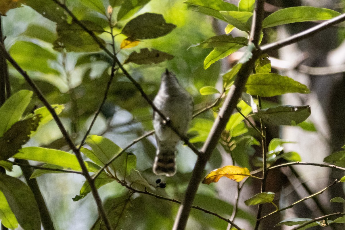 Shining Bronze-Cuckoo - ML646959073