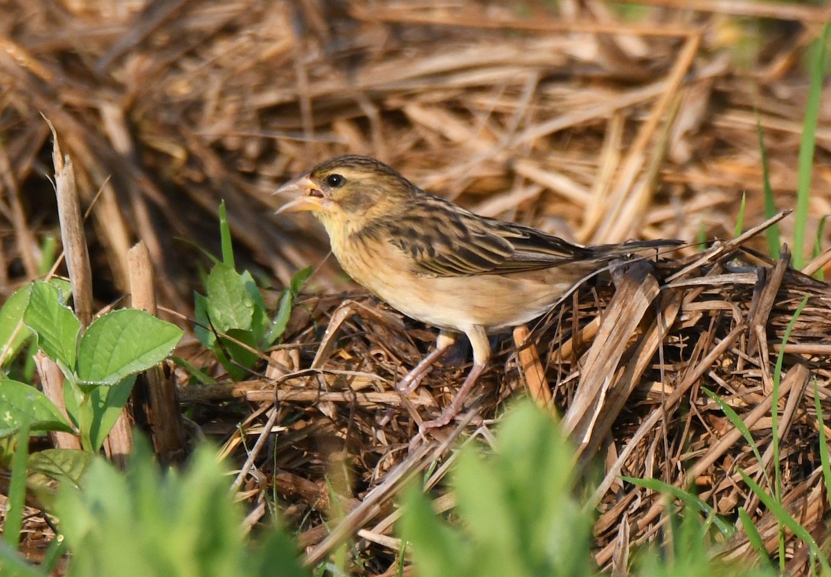 Streaked Weaver - ML646959074