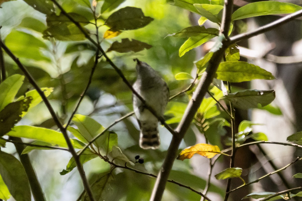 Shining Bronze-Cuckoo - ML646959075