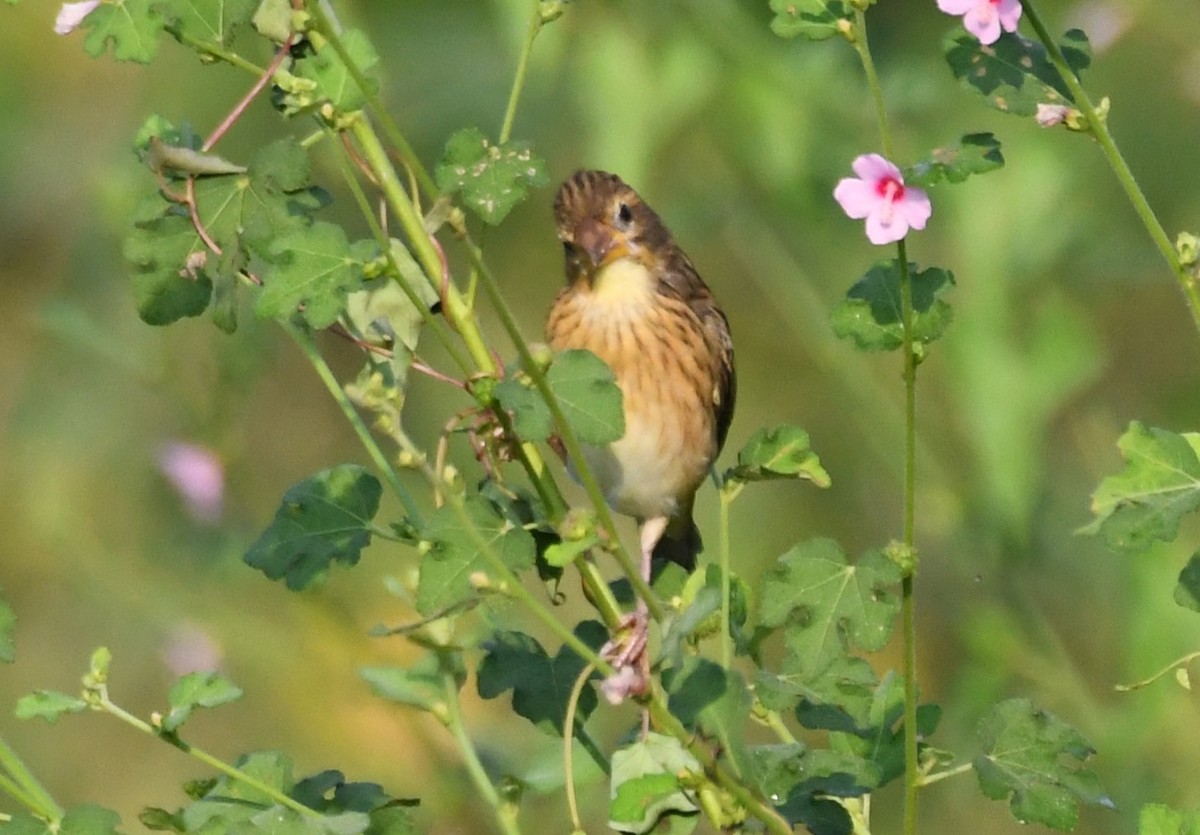 Streaked Weaver - ML646959076