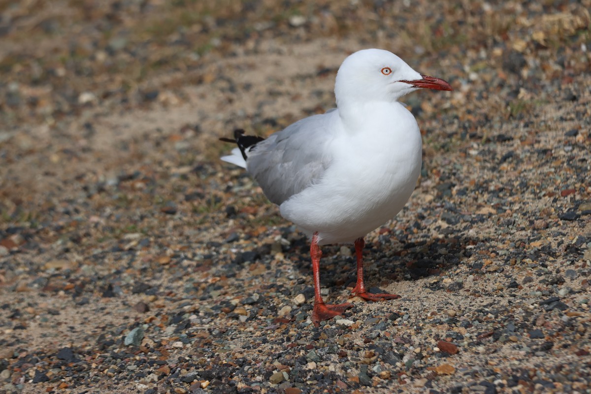 Silver Gull - ML646959077