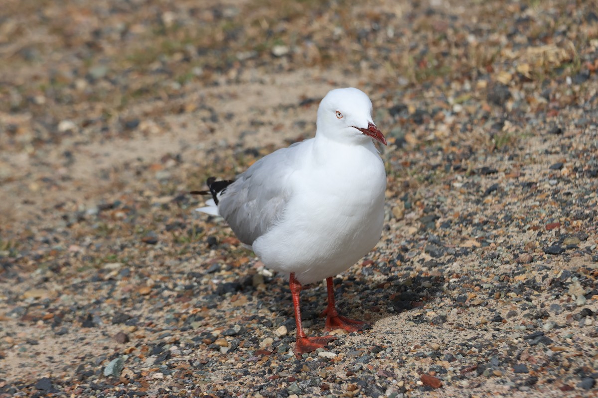 Silver Gull - ML646959078