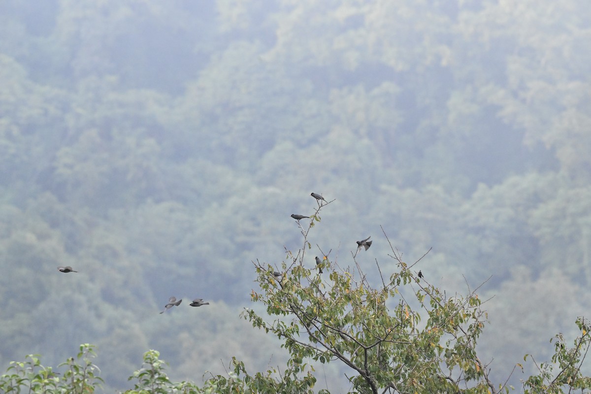 svartbylbyl - ML646959081