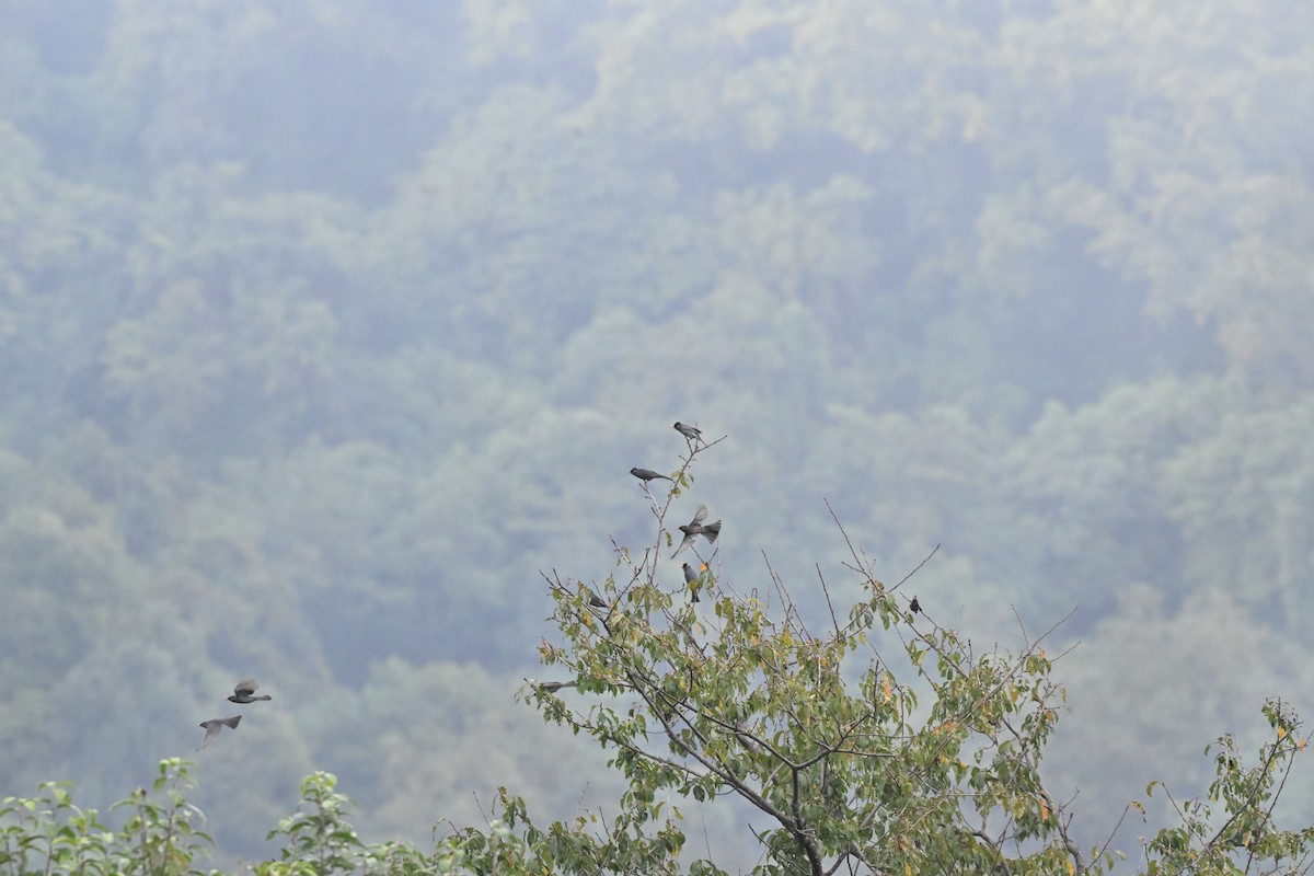 svartbylbyl - ML646959084